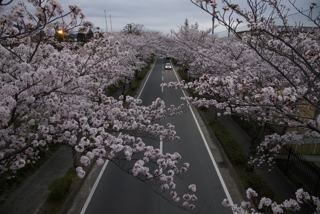 桜並木