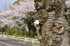 桜の心