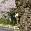 桜の心