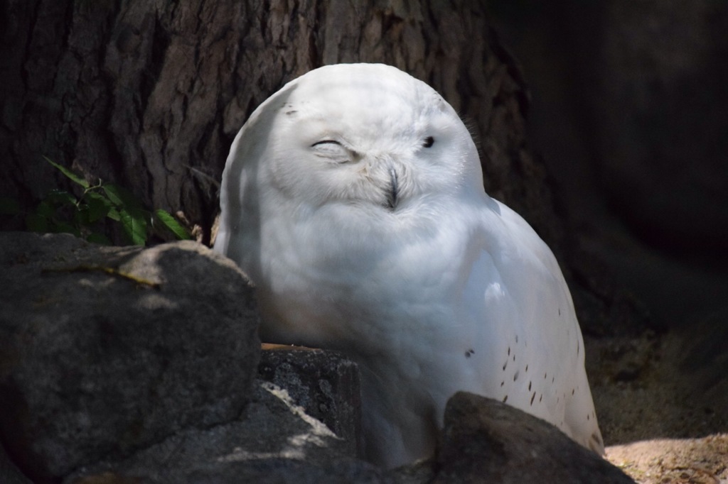 動物園にて3