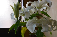 花撮りの練習