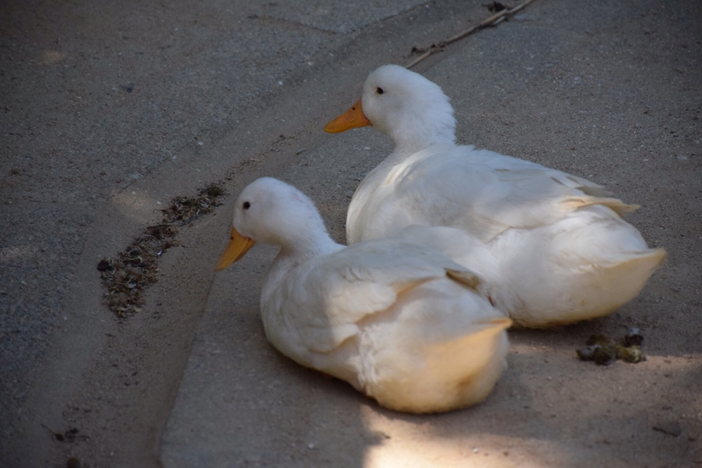 動物園にて4