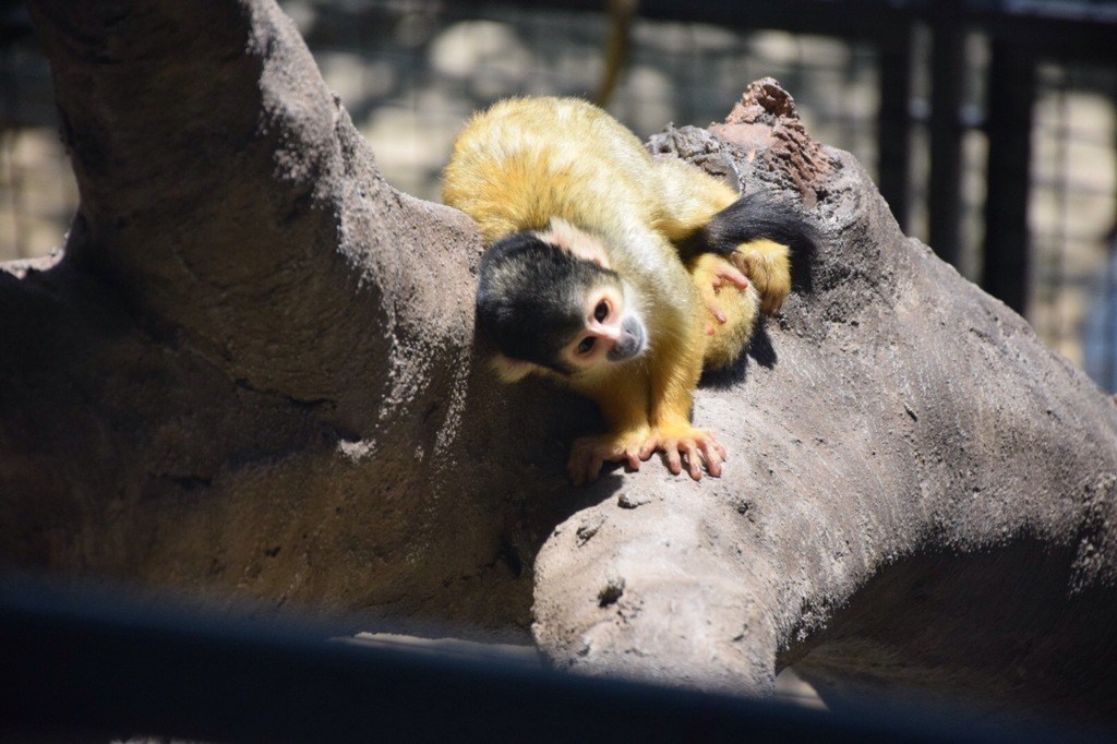 動物園にて