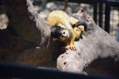 動物園にて