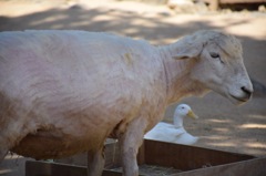 動物園にて5