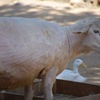 動物園にて5