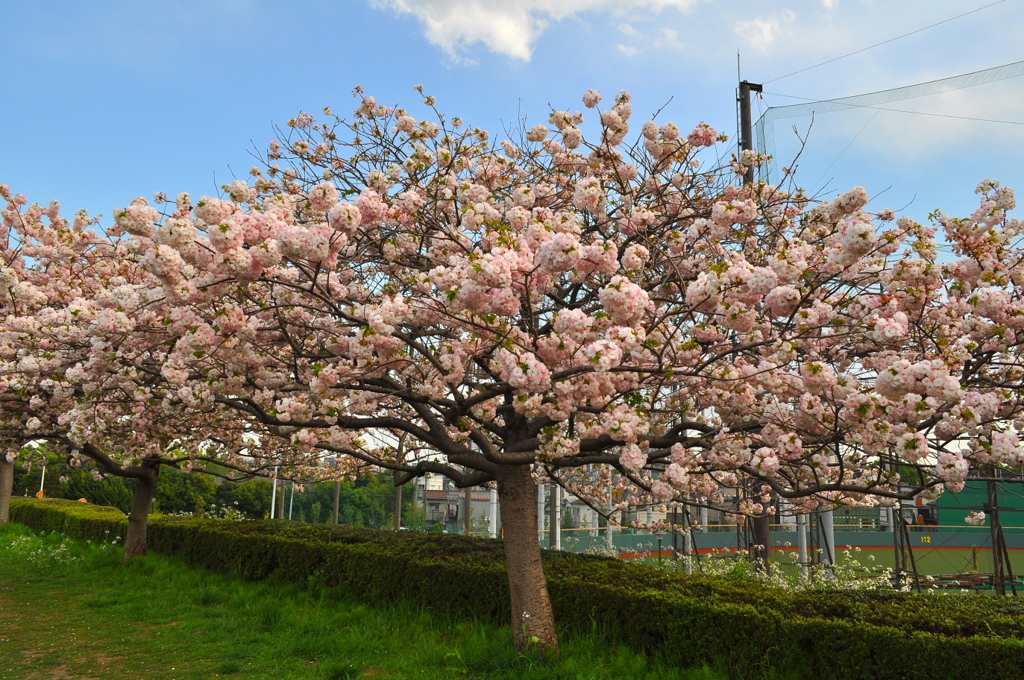 八重桜の「鬱金」（うこん）