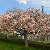 八重桜の「鬱金」（うこん）