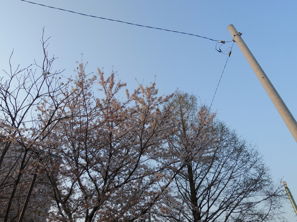直角電柱の染井吉野の桜