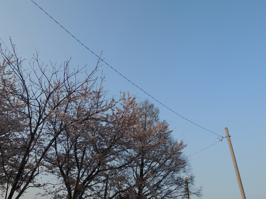 「染井吉野」の桜と電柱と快晴の空