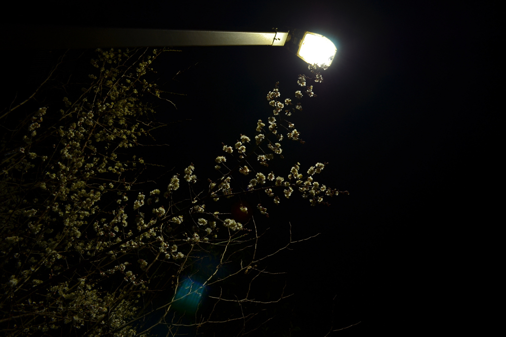 梅のライトアップ