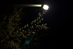 梅のライトアップ