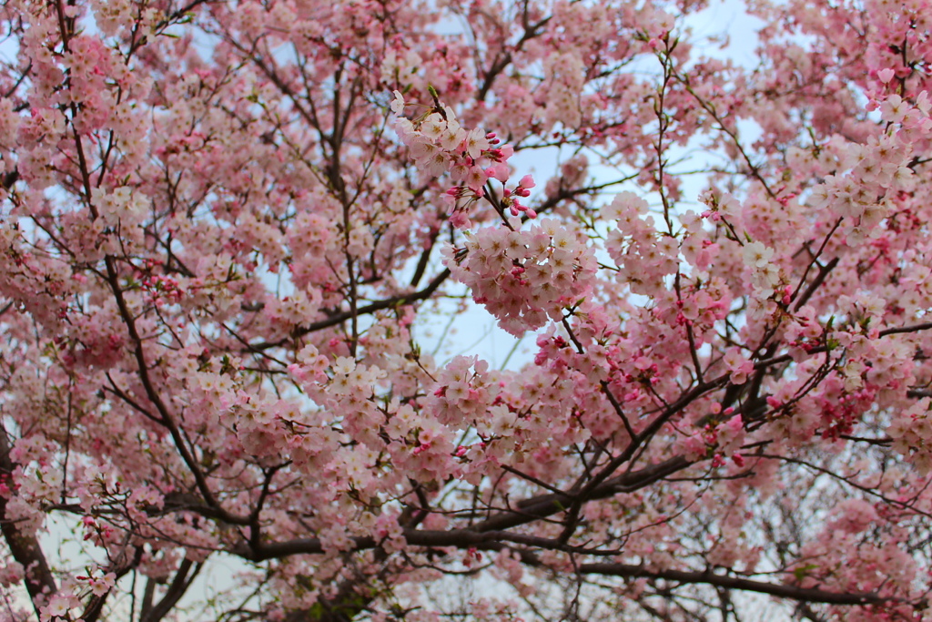 平成〜命和への桜