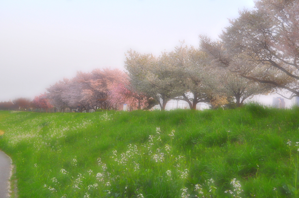 ホンワカな桜