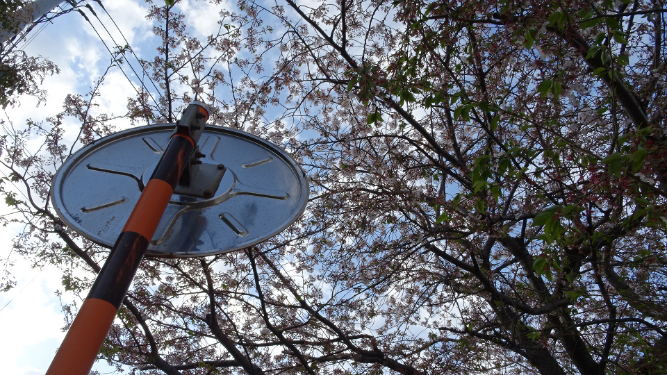 桜が散ったカーブミラーの裏側