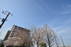 桜満開と「ソメイヨシノ」とお空バック
