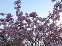 河津桜 
