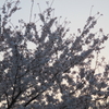 夕焼けの桜（コンデジVer.） 