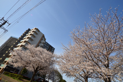 桜「ソメイヨシノ満開」