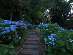 紫陽花
