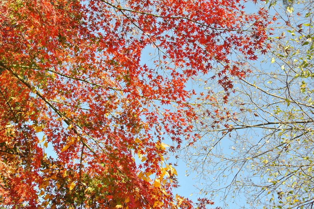 京都のような紅葉
