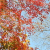 京都のような紅葉