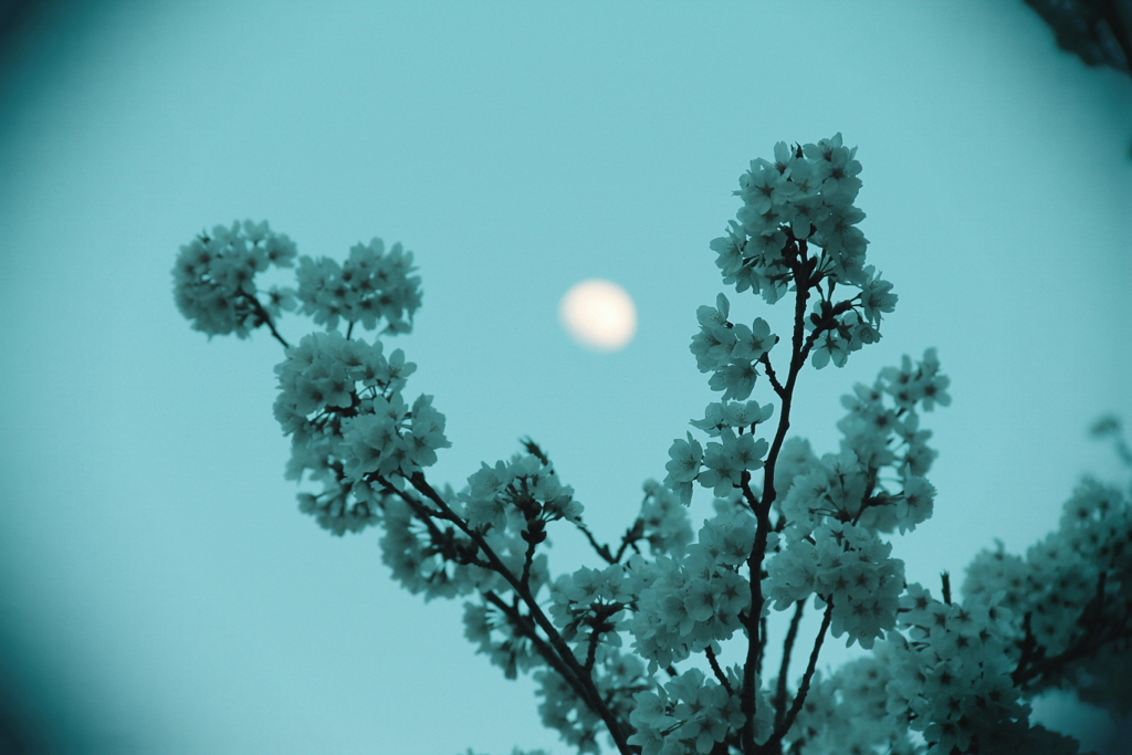桜とお月様 トイカメラ風 その1