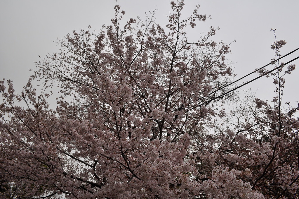 4月から桜満開