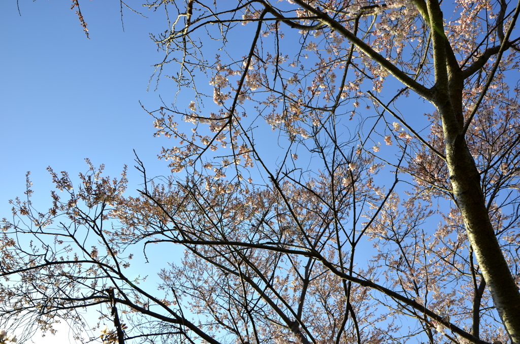 淡墨桜
