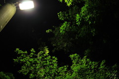 外灯の青葉「（「深夜」の森）のライトアップ」