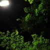 外灯の青葉「（「深夜」の森）のライトアップ」