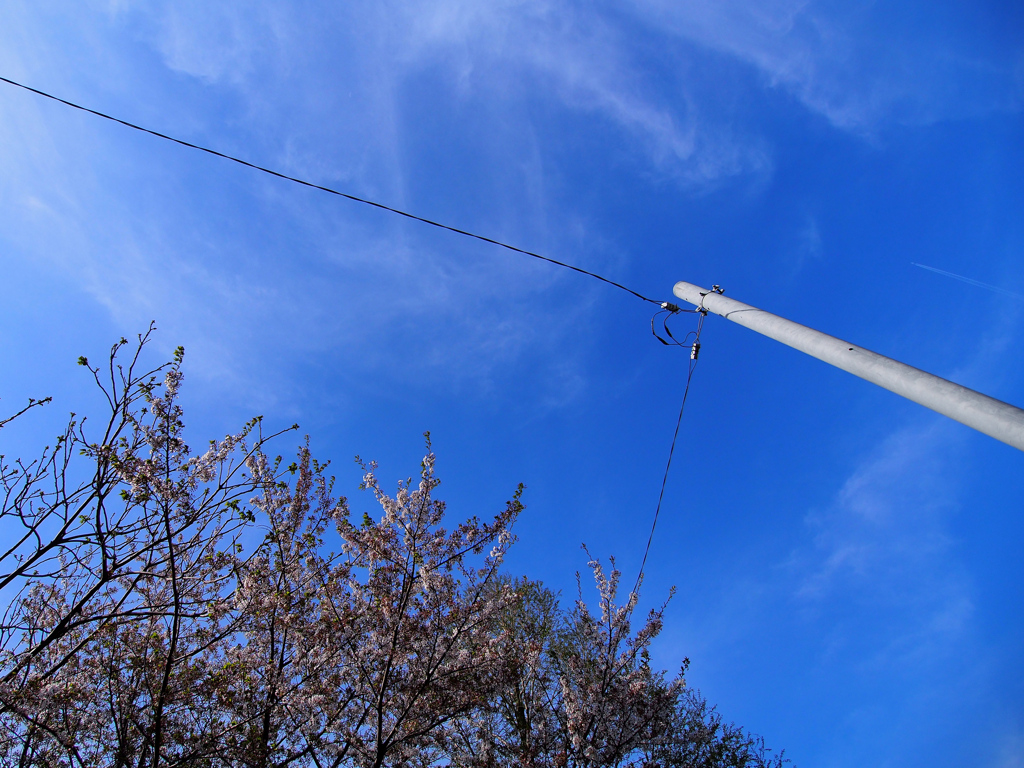 電線と散り始めてる桜