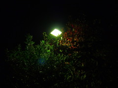 深夜の紅葉と外灯