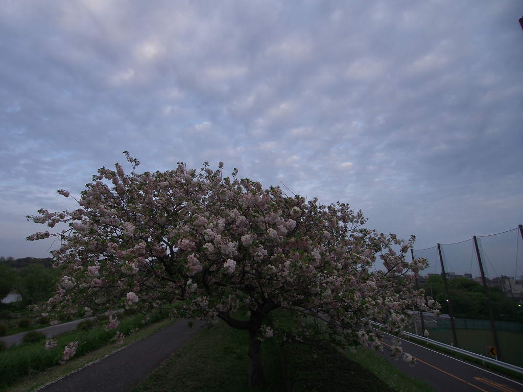 八重桜