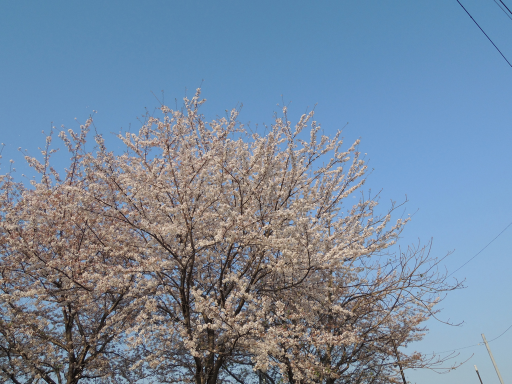 染井吉野の青空と桜