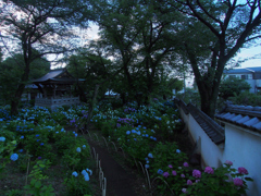 紫陽花とお寺の鐘「梵鐘」