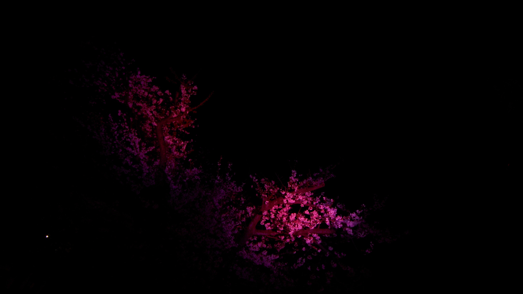 夜桜 〜ピンク色の輝くライトアップ〜