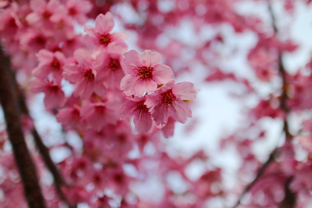 河津桜