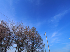 青空と桜と直角電線