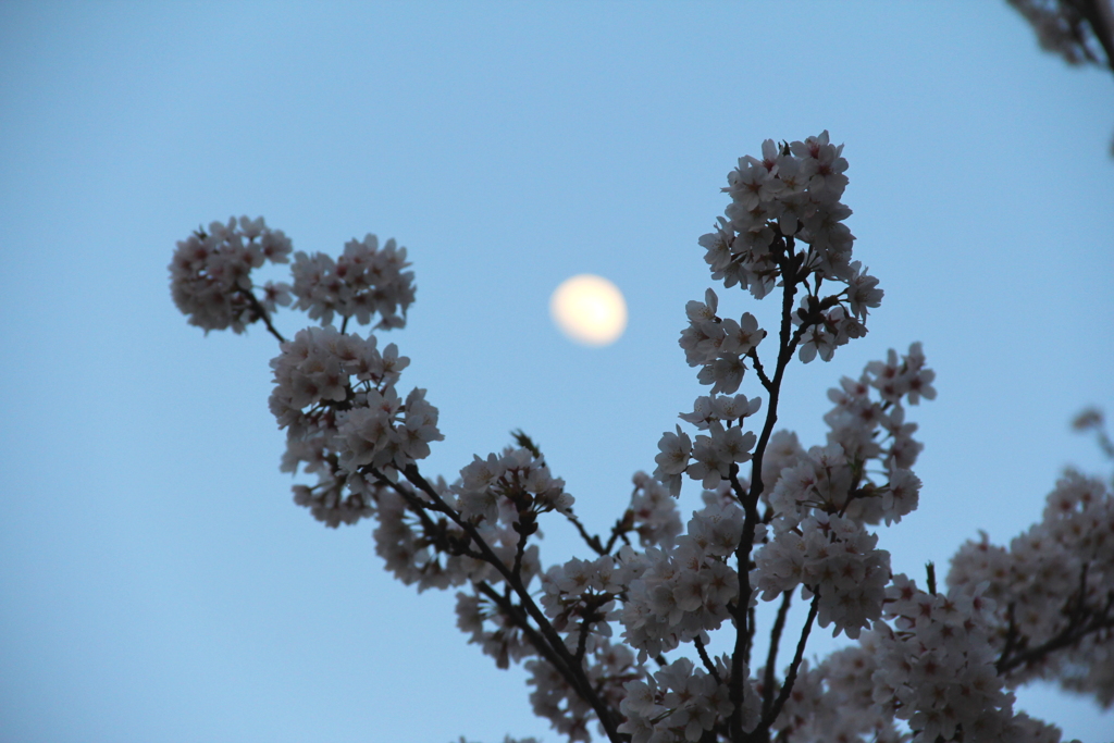 桜とお月様