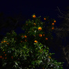 夜のみかん
