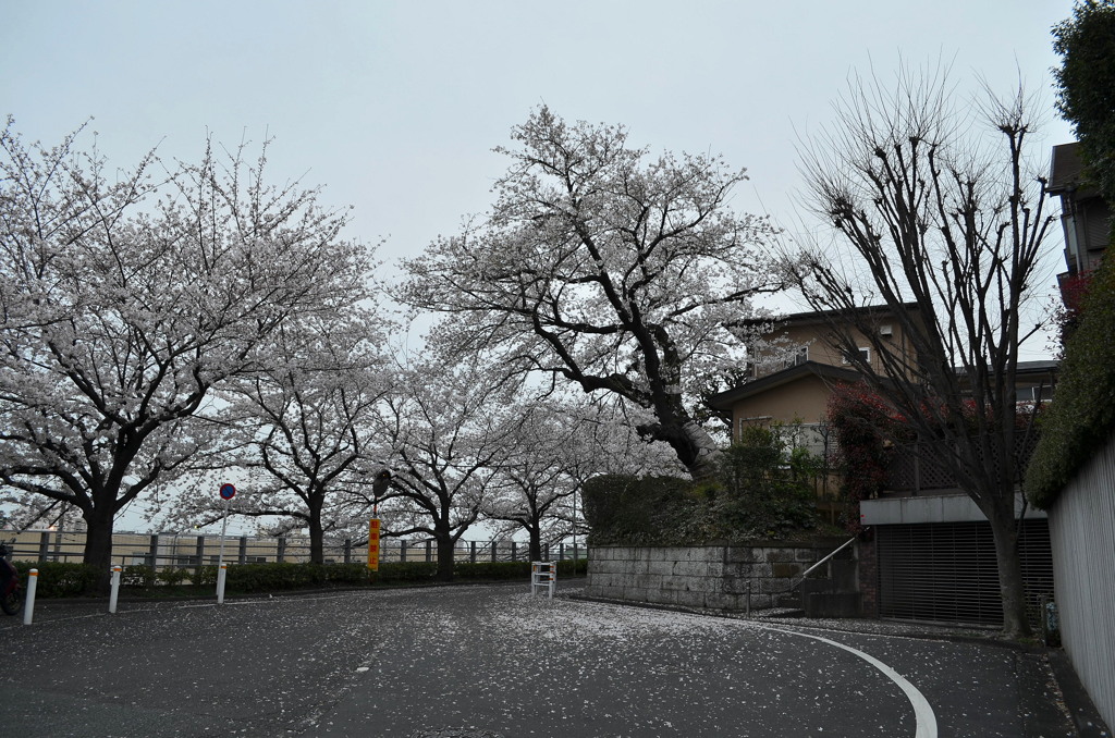 桜「染井吉野」