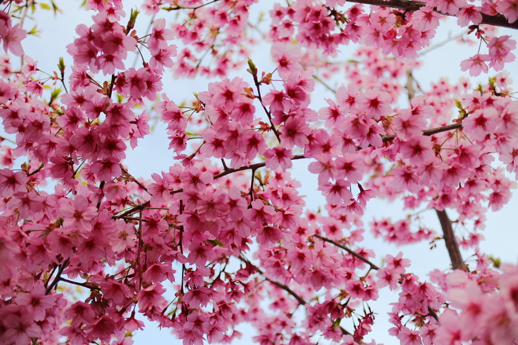 “平成最後”の河津桜