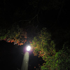 冬の紅葉