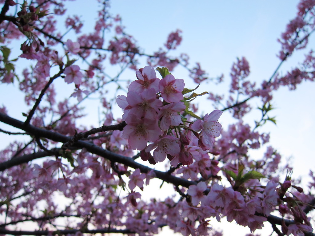 河津桜 CCDセンサー 