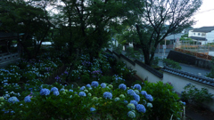 夕方の紫陽花
