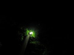 深夜の楓