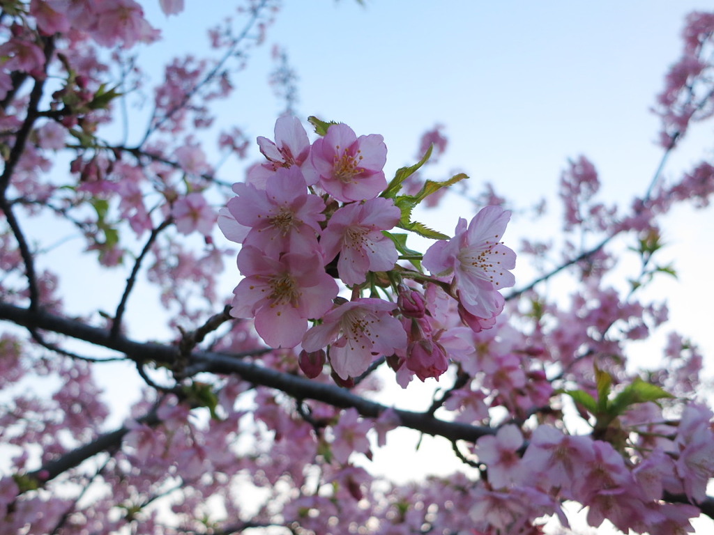 河津桜 CMOSセンサー