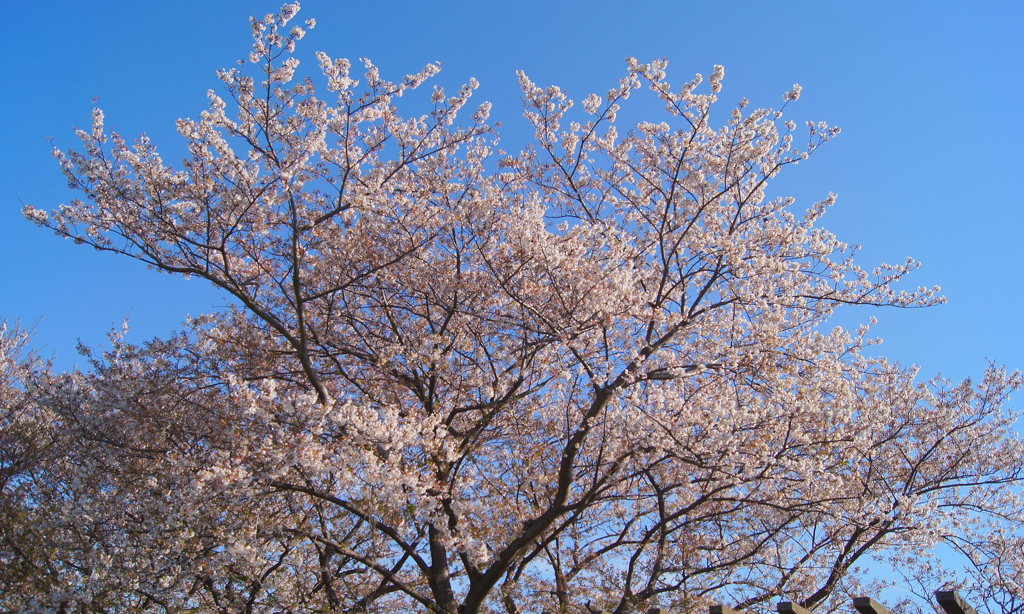 桜