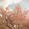 河津桜のトイカメラ風